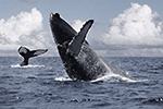 ballenas-buenaventura